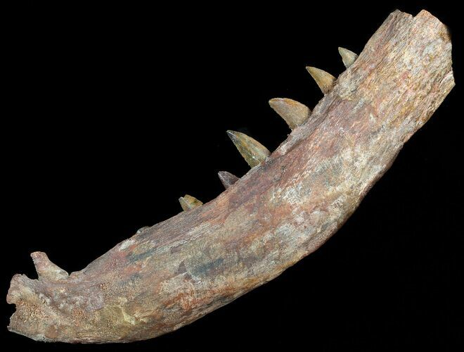 Raptor Jaw Section With Six Teeth - Morocco #50634